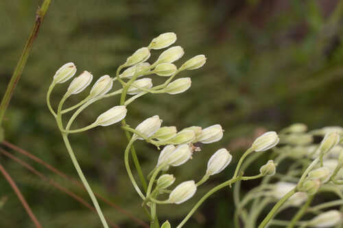 Arnoglossum floridanum #13